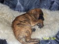 n�m. doga 8 t�dn�