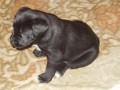 malink� blackie I