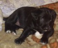 malink� blackie II