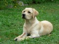 Bretagne Calenzana "S�ra"