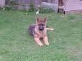 Nerko