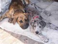 Fid�k a Igorek