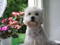 Monty na okn�