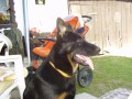 Hirro 7.m�s.