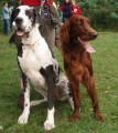 s Ag�tkou na coursingu