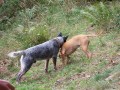 Brut a Trin�a