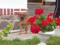 Vincent  (8. t�den)