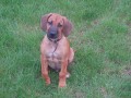 Vincent (9. t�den)