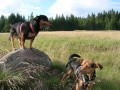na �umav�...