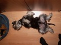 Zaslou�il� odpo�inek...