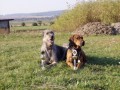 Am a Beru�ka (vlkodav)