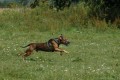 Amonek b�h� coursing