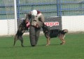 Porcov�n� medv�da...