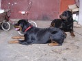 S k�mo�em Maxem