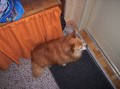 Takto �ek� Akim na m� za dve�mi