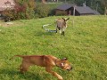 Vincent a k�zl�tko