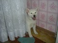 �sm�v pro div�ky..
