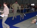 V�stava s p�n��kem - Let�any listopad 2006