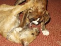 Bord�k+Boxer