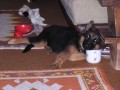 pol�t��ek