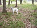 Nero na houb�ch v Ho�ovic�ch