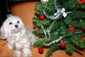 Gweny  a strome�ek
