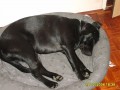spink�