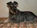Kn�r bez kn�ru