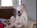 Kdy� se boxer sm�je...
