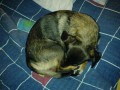 J�linka