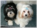 Na�e princezny