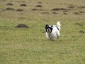 coursing Medl�nky