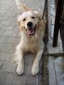 k�mo� Ronny