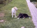 Aronek s k�mo�kou