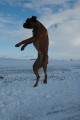 v�skok