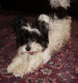 prot���hnut�