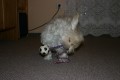 Gweny ��d�