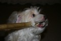 Dobr� kost! Jen trochu velk�!
