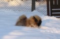 dov�d�n� ve sn�hu