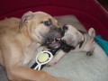 mops�k by mi asi chutnal