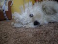 Kouk�m