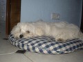 Spink�m