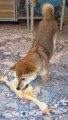 p�i lovu gumov� husy