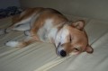 spink�