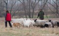 pasen� a coursing