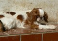 Baby Doll ze Slunn� str�n�