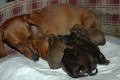 �t�niska