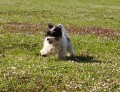 a cval na levou nohu taky um�m