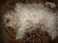 Mamina odpo��v�