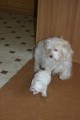 Gweny a �t�ndo